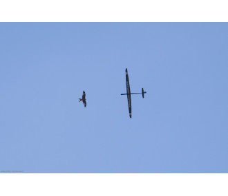 Avion Spike Aeronaut